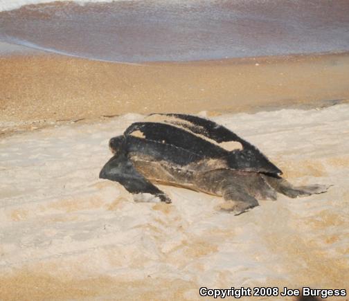 Leatherback Sea Turtle (Dermochelys coriacea)