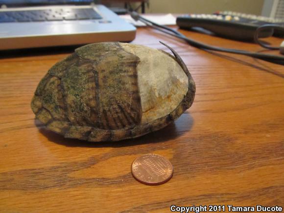 Razor-backed Musk Turtle (Sternotherus carinatus)