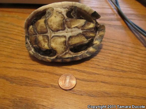 Razor-backed Musk Turtle (Sternotherus carinatus)