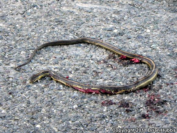 Giant Gartersnake (Thamnophis gigas)