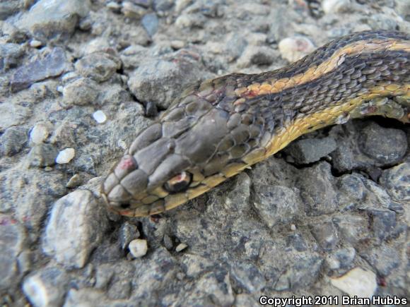 Giant Gartersnake (Thamnophis gigas)