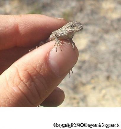 Spear's Prairie Lizard (Sceloporus undulatus speari)