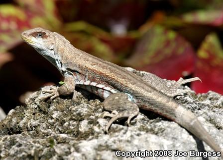 Red-sided Curly-tailed Lizard (Leiocephalus schreibersii)