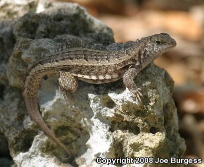 Red-sided Curly-tailed Lizard (Leiocephalus schreibersii)