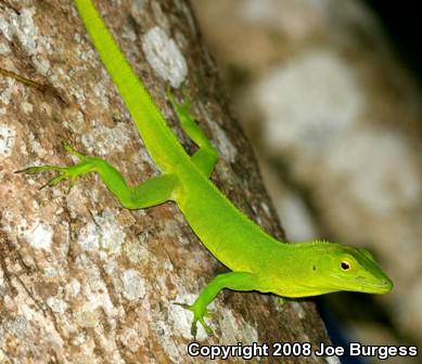 Jamaican Giant Anole (Anolis garmani)