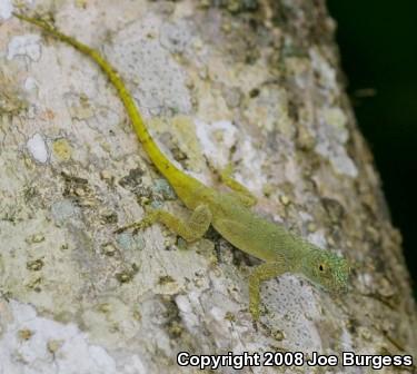 Green Bark Anole (Anolis distichus dominicensis)