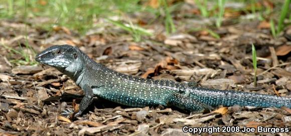 Giant Ameiva (Ameiva ameiva)