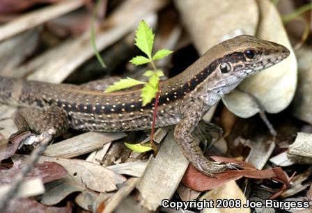 Giant Ameiva (Ameiva ameiva)