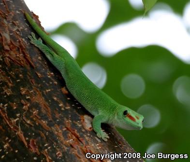 Giant Madagascar Day Gecko (Phelsuma madagascariensis grandis)