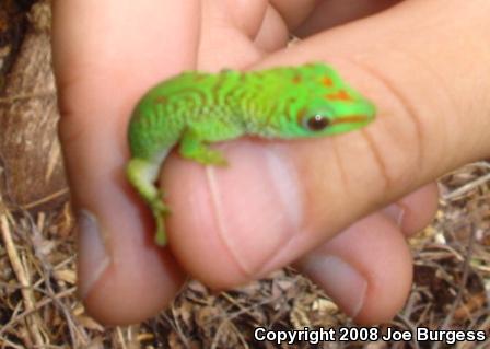 Giant Madagascar Day Gecko (Phelsuma madagascariensis grandis)