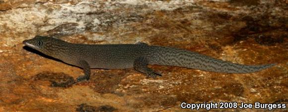Cuban Ashy Gecko (Sphaerodactylus elegans elegans)