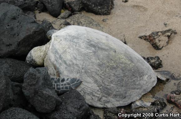 Pacific Green Sea Turtle (Chelonia agassizii)