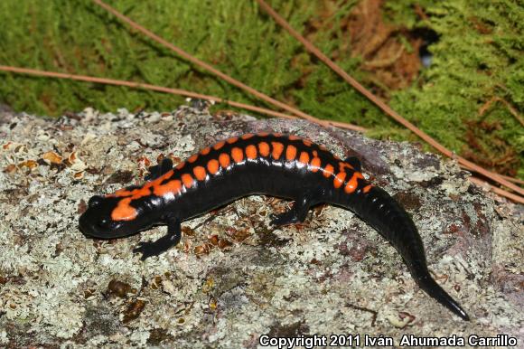 Bell's False Brook Salamander (Pseudoeurycea belli belli)
