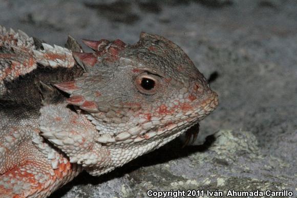 Mountain Horned Lizard (Phrynosoma orbiculare orbiculare)