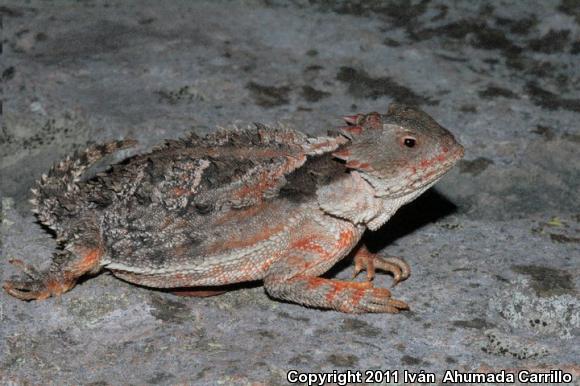 Mountain Horned Lizard (Phrynosoma orbiculare orbiculare)