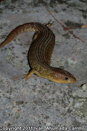 Northern Alligator Lizard (Barisia ciliaris)