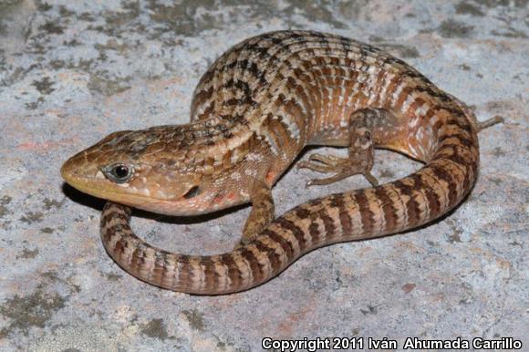 Northern Alligator Lizard (Barisia ciliaris)