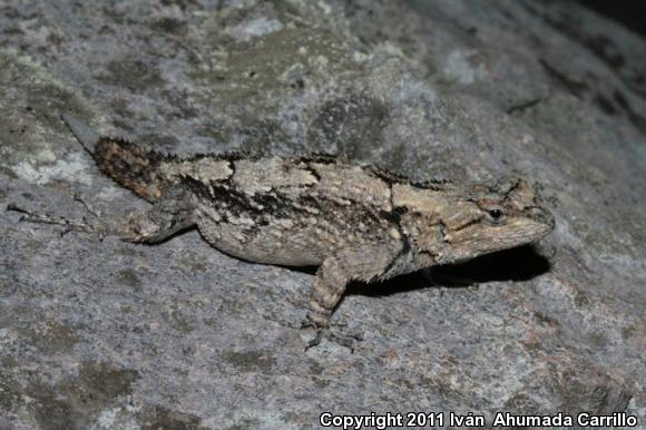 Shannon's Spiny Lizard (Sceloporus shannonorum)