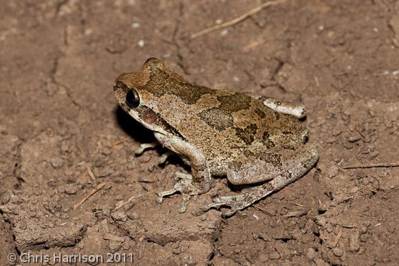 Mexican Treefrog (Smilisca baudinii)