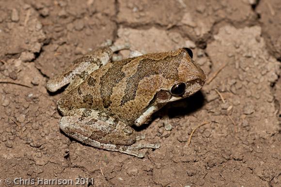 Mexican Treefrog (Smilisca baudinii)