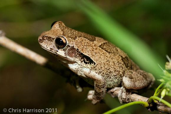 Mexican Treefrog (Smilisca baudinii)