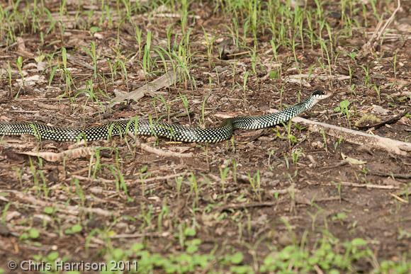 Northern Speckled Racer (Drymobius margaritiferus margaritiferus)