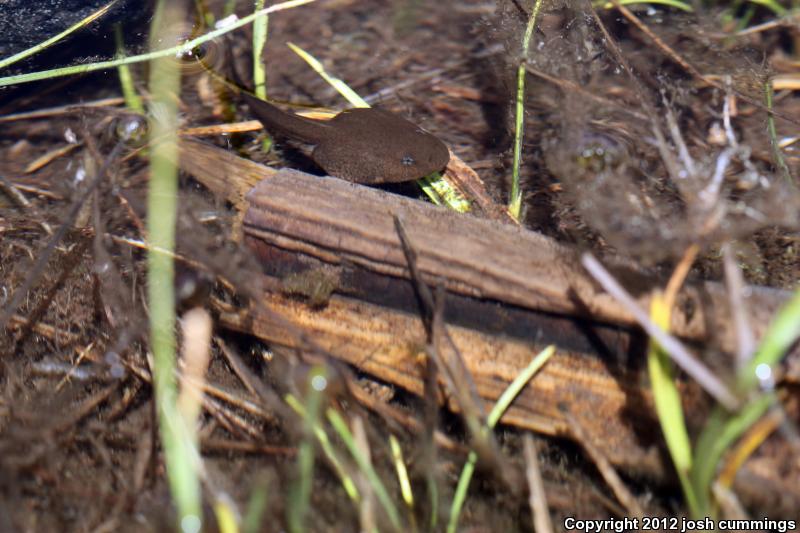 Sierra Nevada Yellow-legged Frog (Rana sierrae)