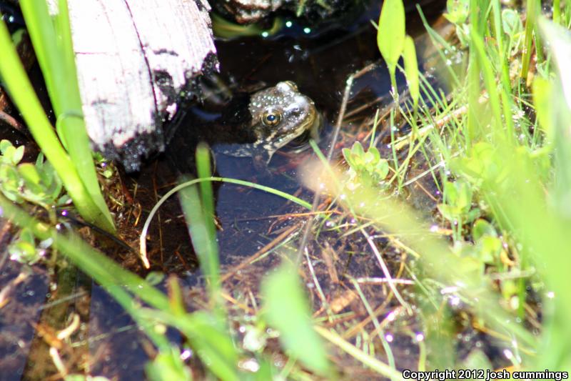 Sierra Nevada Yellow-legged Frog (Rana sierrae)