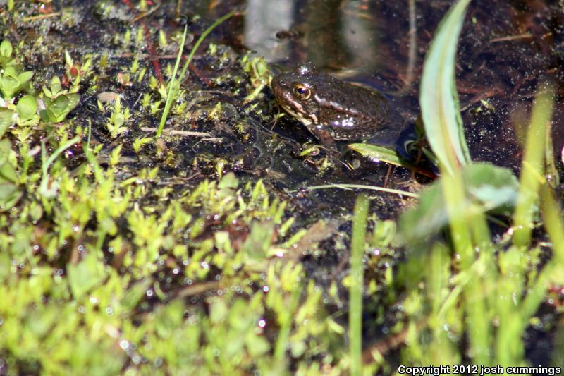 Sierra Nevada Yellow-legged Frog (Rana sierrae)