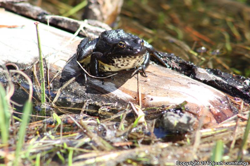 Sierra Nevada Yellow-legged Frog (Rana sierrae)