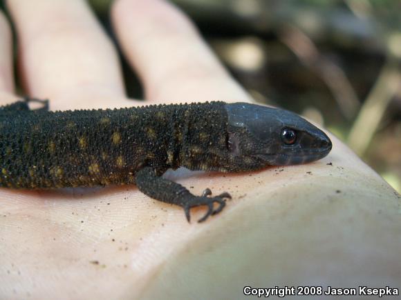 Yellow-spotted Night Lizard (Lepidophyma flavimaculatum flavimaculatum)