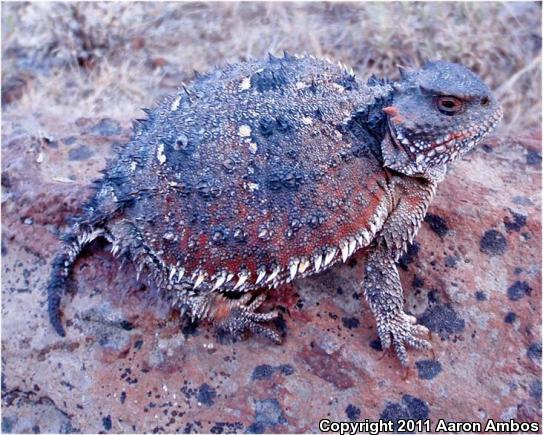 Hernandez's Short-horned Lizard (Phrynosoma hernandesi hernandesi)