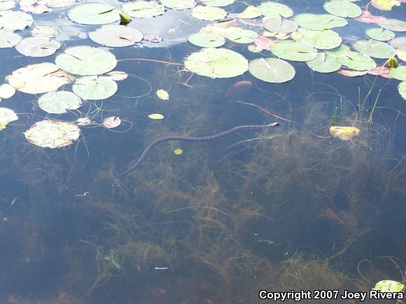 Northern Watersnake (Nerodia sipedon sipedon)