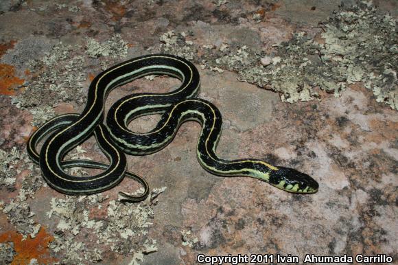 Mexican Highland Gartersnake (Thamnophis pulchrilatus)