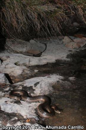 Mexican Black-bellied Gartersnake (Thamnophis melanogaster)