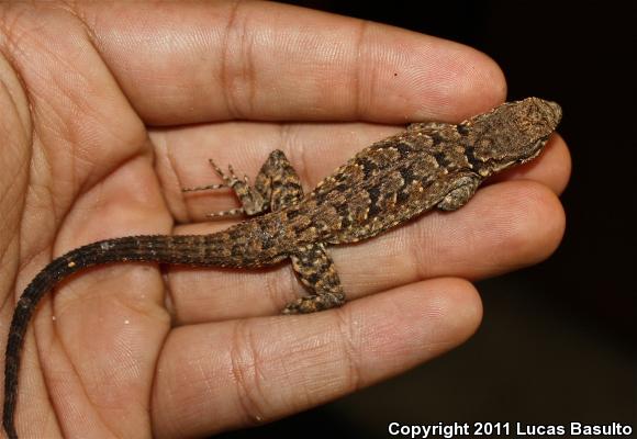 Texas Tree Lizard (Urosaurus ornatus ornatus)