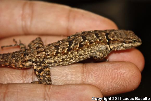 Colorado River Tree Lizard (Urosaurus ornatus symmetricus)