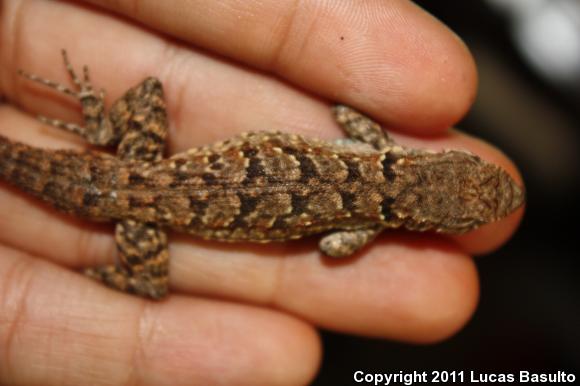 Colorado River Tree Lizard (Urosaurus ornatus symmetricus)