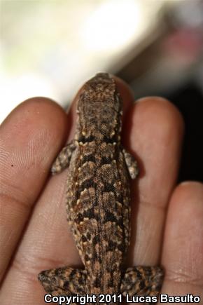 Colorado River Tree Lizard (Urosaurus ornatus symmetricus)