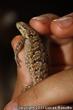 Colorado River Tree Lizard (Urosaurus ornatus symmetricus)