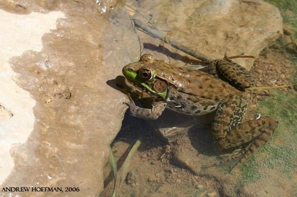 Northern Green Frog (Lithobates clamitans melanota)