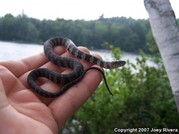 Northern Watersnake (Nerodia sipedon sipedon)