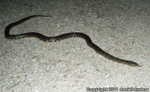 Florida Kingsnake (Lampropeltis getula floridana)