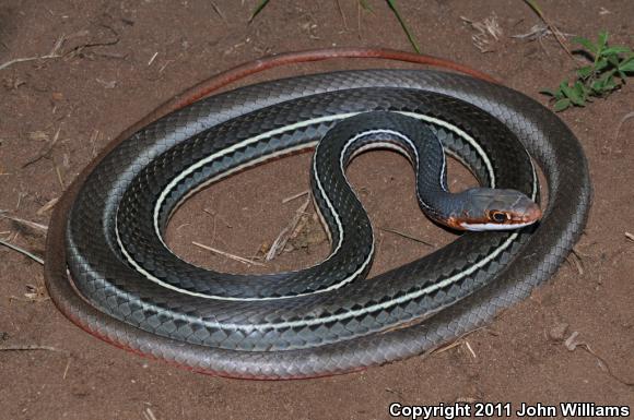 Schott's Whipsnake (Coluber schotti schotti)