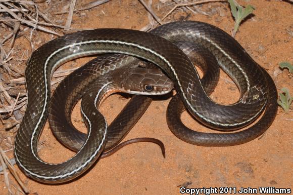 Schott's Whipsnake (Coluber schotti schotti)