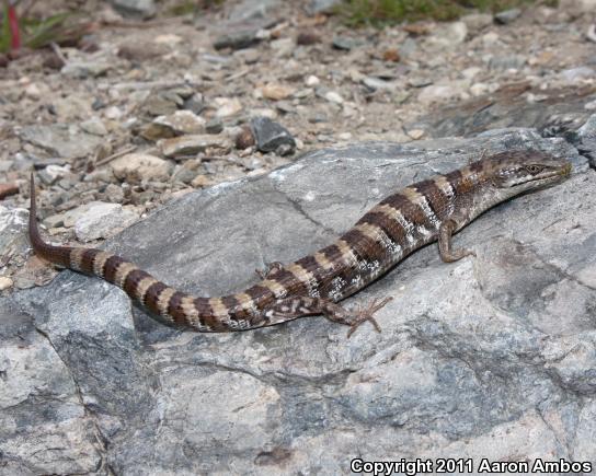 Panamint Alligator Lizard (Elgaria panamintina)