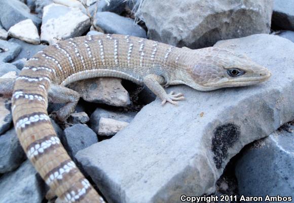 Lugo's Alligator Lizard (Gerrhonotus lugoi)