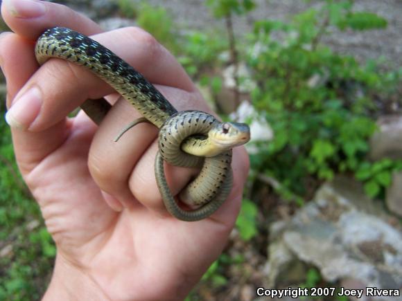 Eastern Gartersnake (Thamnophis sirtalis sirtalis)