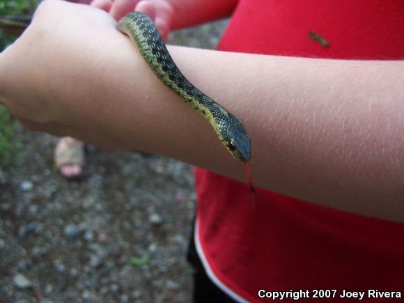 Eastern Gartersnake (Thamnophis sirtalis sirtalis)