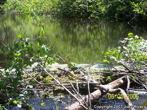 Northern Watersnake (Nerodia sipedon sipedon)